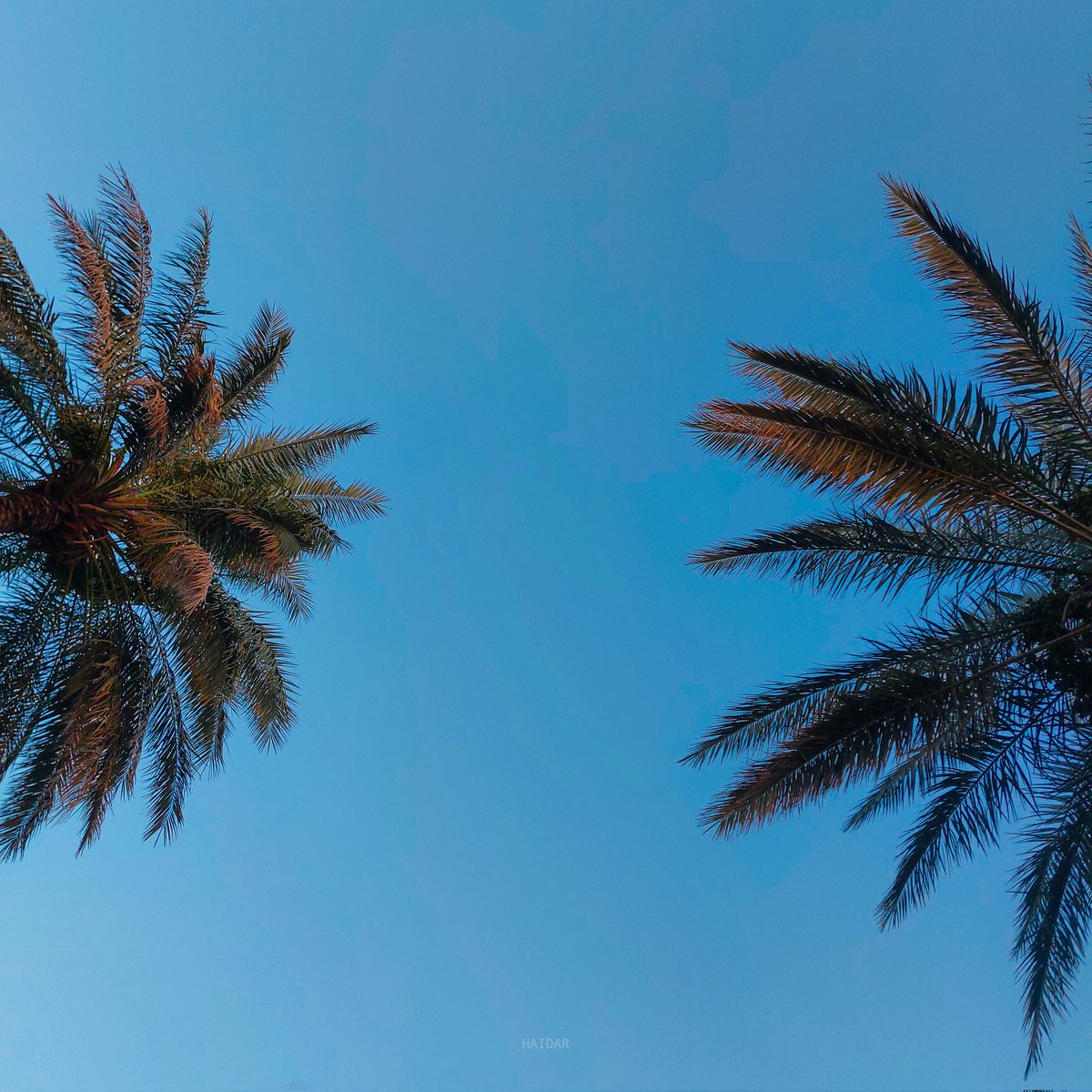 Haidar . tweet media