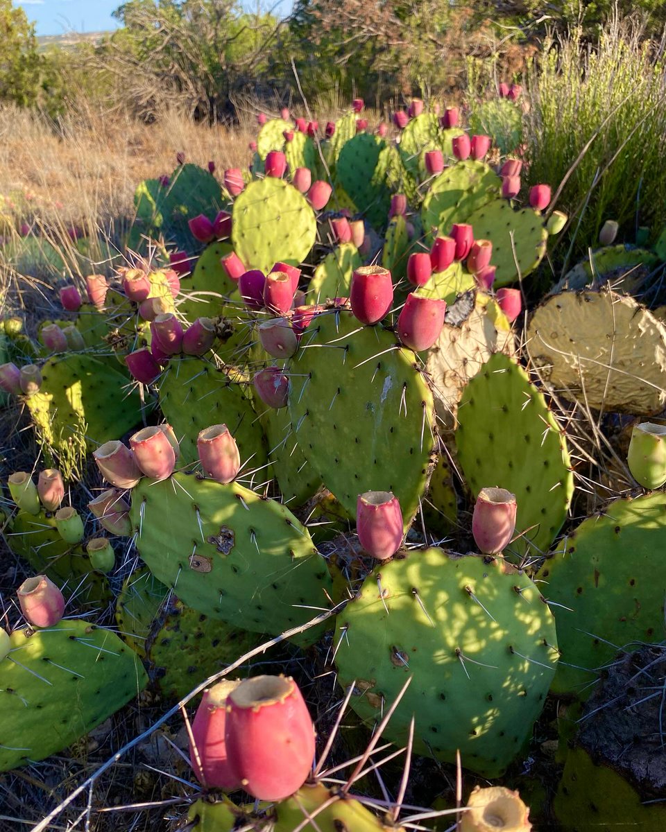 Are you a certified cactus lover? 🌵

Checkout these blooming prickly pear cactus! Summertime is a great time to see these vibrant pink fruits along the trails and roadways at Big Spring State Park.☀️ #BetterOutside #TexasStateParks

📍Big Spring State Park