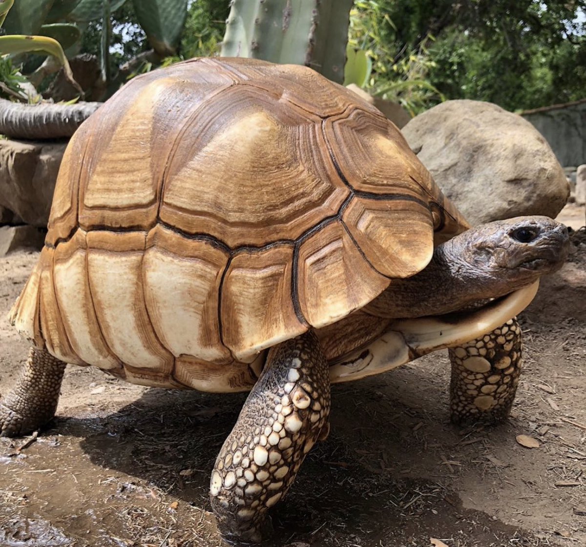 turtletweets's tweet photo. One of the world’s most beautiful &amp; endangered chelonians, the Ploughshare Tortoise. This heavily trafficked species is dwindling right before our eyes. That’s why we aim to reduce and prevent the illegal poaching of Ploughshare tortoises in Madagascar. https://t.co/GHL5hgWnJS