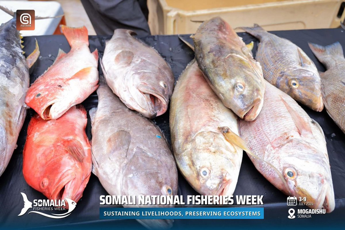 UNIDOSomalia's tweet photo. UNIDO is ready to support Somalia's fisheries and Blue Economy, which has a vast potential and opportunities for sustainable growth, to drive development and innovation. Dive into the future! 🌊 #Investment #BlueEconomy https://t.co/HtMMQTAnAo