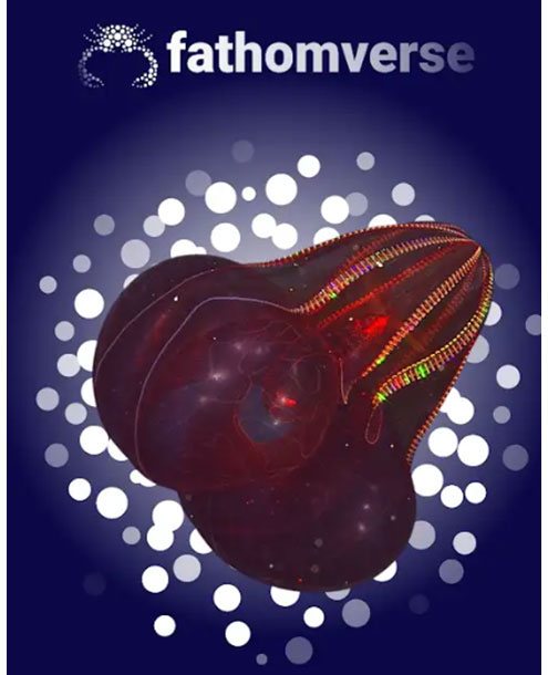 A new game involving videos of ocean life joins citizen science with AI.
Images Courtesy of MBARI.

Read more: americanscientist.org/blog/science-c…