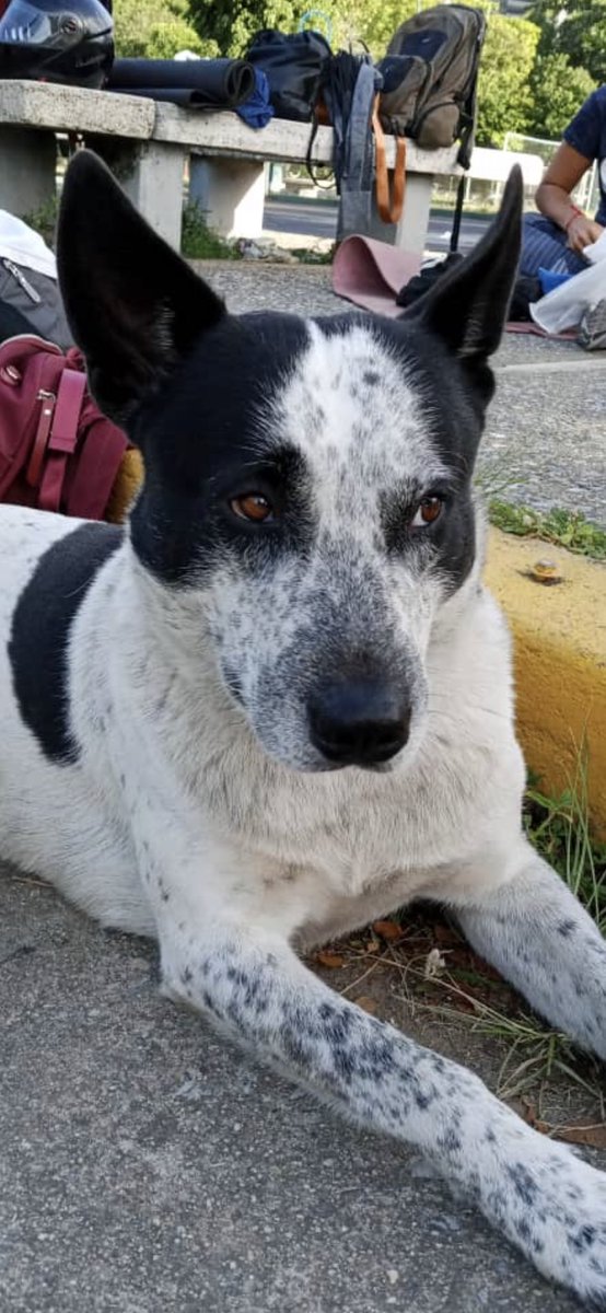 Difundo #Atencion Por favor les pido que me ayuden a hacer esto viral. La gerente de <a href="/Farmatodo/">Farmatodo</a> La Carlota desalojo violentamente a este perrito comunitario muy querido por clientes y vecinos!Exigimos que aparezca 
<a href="/FRAENKELE/">FRAENKEL ESCALANTE</a> <a href="/SomosNevado/">MisiónNevadoVzla</a> <a href="/TarekWiliamSaab/">Tarek William Saab</a> <a href="/MinpublicoVEN/">Ministerio Público venezolano</a>