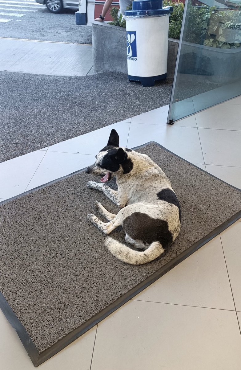 CarmenZR04's tweet photo. #Atencion Por favor les pido que me ayuden a hacer esto viral. La gerente de @Farmatodo La Carlota desalojo violentamente a este perrito comunitario muy querido por clientes y vecinos!Exigimos que aparezca 
@FRAENKELE @SomosNevado @TarekWiliamSaab @MinpublicoVEN https://t.co/0AOwsDXMOO