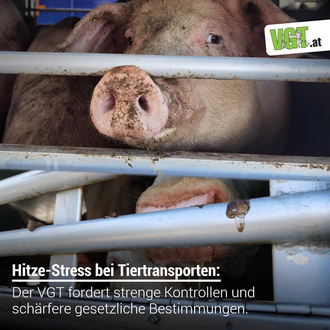 🐷🐮😔🔥 TIERTRANSPORTE bedeuten an sich schon großes Leid für die Millionen Tiere, die jährlich nach und aus Österreich transportiert werden. Die brütende Hitze der Sommermonate verstärkt dieses Leid noch zusätzlich. 

vgt.at/presse/news/20… !B