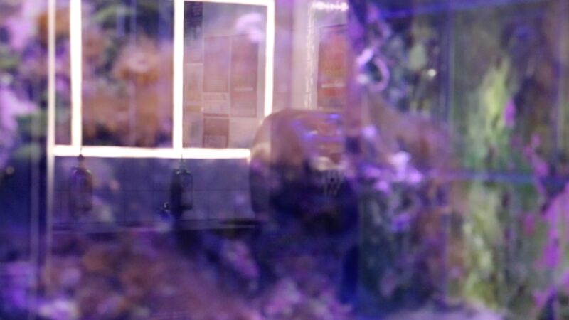 We commissioned anthropologist, artist, and curator Jen Clarke to respond to Phoebe Banks’ work ​‘Girl in a Pub Toilet’ (2024)

Read or listen to Jen's text over on our website: luxscotland.org.uk/programme/writ…