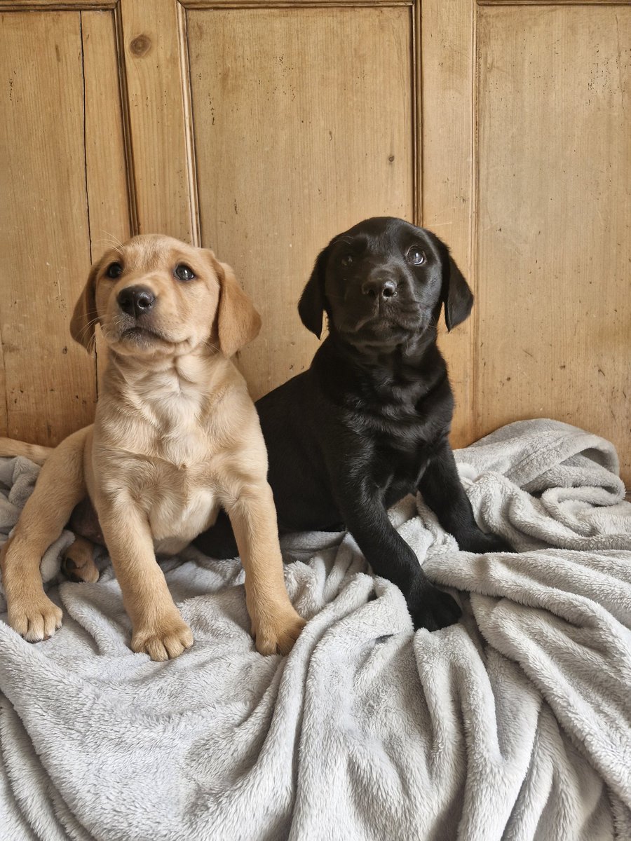 rhysmorgan16's tweet photo. These 2 Labrador pups👀🏡🐾💙🩷⭐️ pm for details https://t.co/kzAxYHRqYq