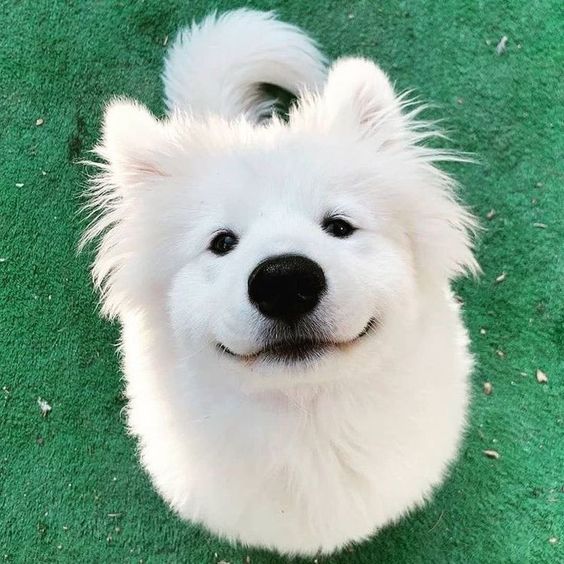 dogssaveworld's tweet image. 