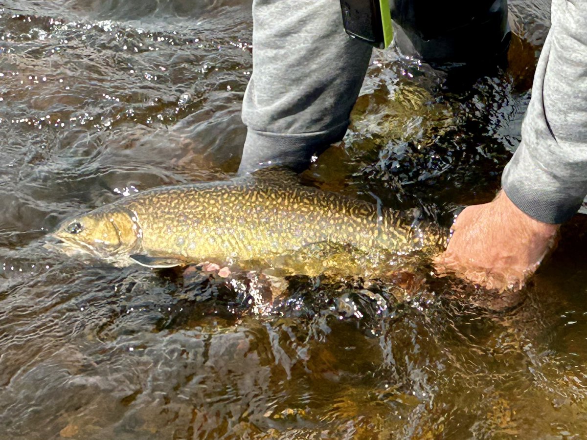 And this is what a 22.5 inch, 7 pound, Labrador Brook trout looks like.
