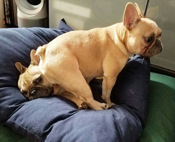 French Bulldog 🇺🇸 (@frenchiecircle) on Twitter photo 