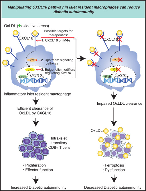 LabWaggoner's tweet photo. CXCL16 on islet-resident macrophages uptakes oxidized low-density lipoproteins and promotes the differentiation and survival of infiltrating pathogenic CD8+ T cells @ImmunityCP preview @BTBKGMD @JadieMoon https://t.co/SQJUTllYo5

https://t.co/SHBFLmxVZr https://t.co/C1cA5p3IHk