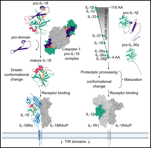 Waggoner Lab (@labwaggoner) on Twitter photo The pros and cons of IL-18 activation <a href="/ImmunityCP/">Immunity</a> preview <a href="/SavvidesLab/">Savvas Savvides Lab</a> <a href="/DanielleMClancy/">Dani Clancy</a>
doi.org/10.1016/j.immu…
cell.com/immunity/fullt… The pros and cons of IL-18 activation <a href="/ImmunityCP/">Immunity</a> preview <a href="/SavvidesLab/">Savvas Savvides Lab</a> <a href="/DanielleMClancy/">Dani Clancy</a>
doi.org/10.1016/j.immu…
cell.com/immunity/fullt…