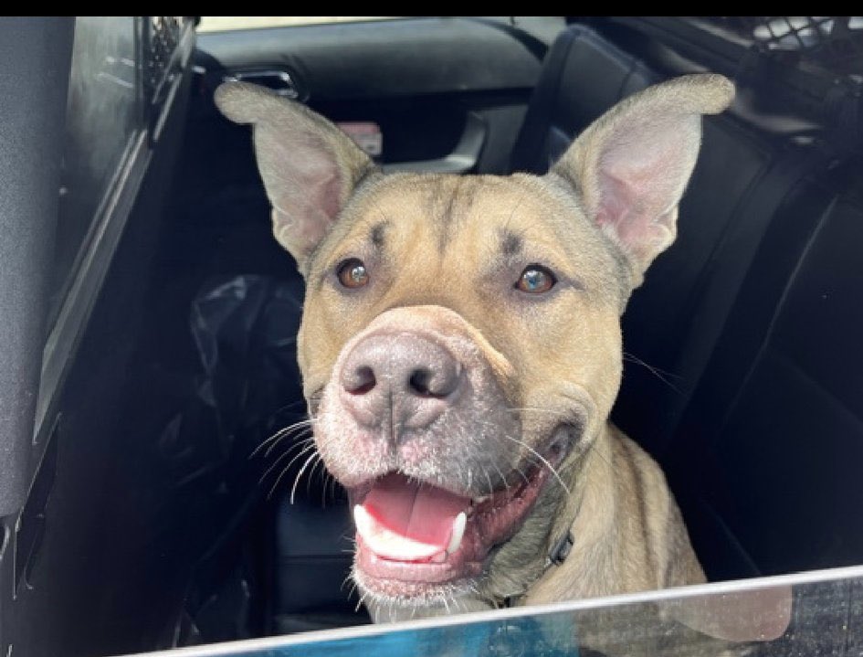 PawsnTails4TX's tweet photo. 💔🐾RAZZLE. #NYCACC
TB☠️ 7/11
Found w/ sibling (DAZZLE all ready rescued) near a school, brought in by👮‍♀️ 
Loves🚗 rides but not happy where this one landed him 😢
Kids 13+
Likes walks 
Please #PLEDGE #FOSTER #ADOPY
#202313. 2yrs https://t.co/SUfAexVfeD