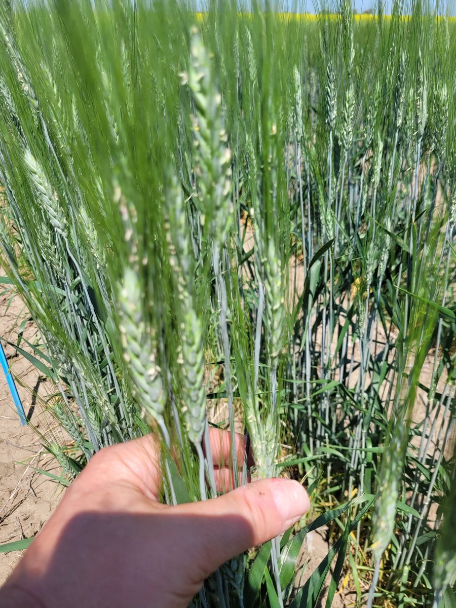 #ultraearly #durum #wheat seeded at 2 degrees seems to have completed flowering ahead of this week of extreme heat whereas plots planted at 4 and 8 degrees showing quite a number of anthers.