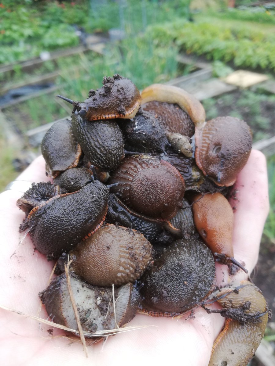 MarkKenster's tweet photo. Grabbed a little time this morning to collect some berries from the allotment. The amount of slugs this year is ridiculous. About 500+ removed so far in the last 6 weeks!! #slugfest #berries #naturetherapy https://t.co/ZWa92igVRE