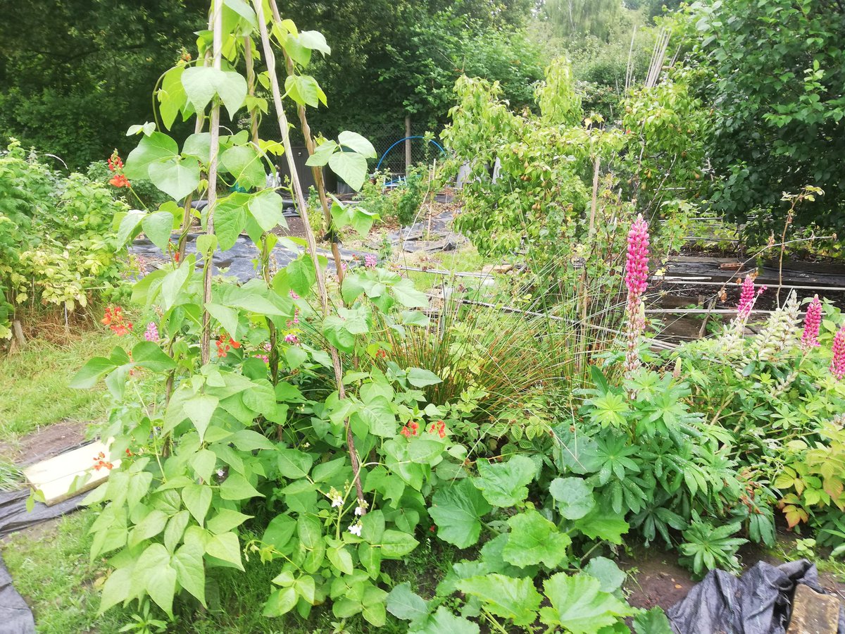 Grabbed a little time this morning to collect some berries from the allotment. The amount of slugs this year is ridiculous. About 500+ removed so far in the last 6 weeks!! #slugfest #berries #naturetherapy