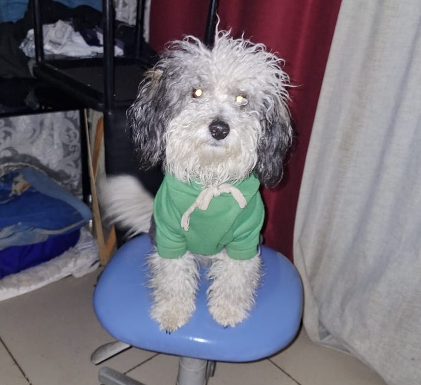 eltuitdemarsh's tweet photo. "Andamos buscando al bebé de la casa. Se perdió hace 8 días en la comuna de Quinta Normal. Si alguien lo ve, por favor retenerlo y llamar al +56937307444." Favor RT!
#QuintaNormal https://t.co/Twcwn5kWq8