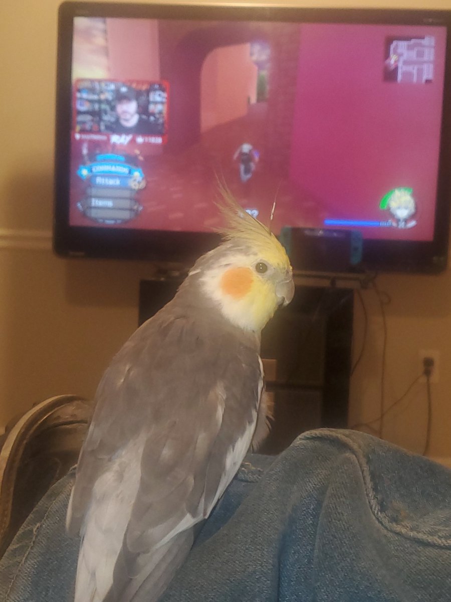 IndigoDreamTeam's tweet photo. Hell yeah, fave streamer, fave game, fave bird? Bout to be a damn good night. Sucks i couldn't watch live but that's what vods are for, let's go 
#DonaldFORREAL #OnlyBirds
@RayNarvaezJr https://t.co/H4CqTAU1B9
