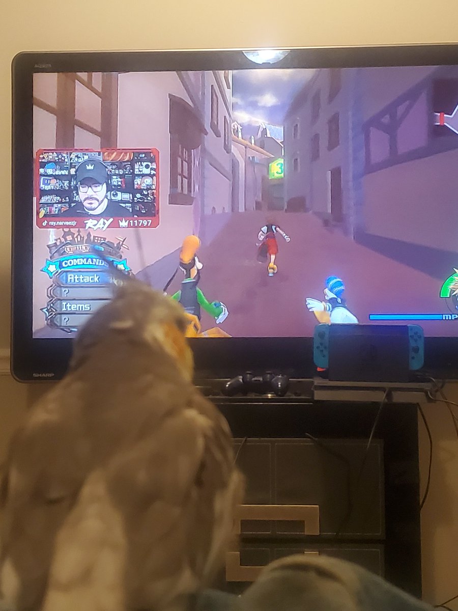 IndigoDreamTeam's tweet photo. Hell yeah, fave streamer, fave game, fave bird? Bout to be a damn good night. Sucks i couldn't watch live but that's what vods are for, let's go 
#DonaldFORREAL #OnlyBirds
@RayNarvaezJr https://t.co/H4CqTAU1B9