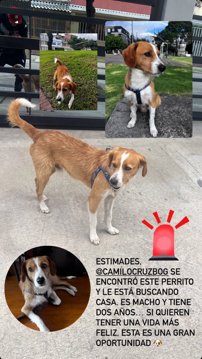 Gente, <a href="/camilocruzbog/">Camilo Cruz</a> le está buscando casa a este bello perro. Escríbanle si les interesa!