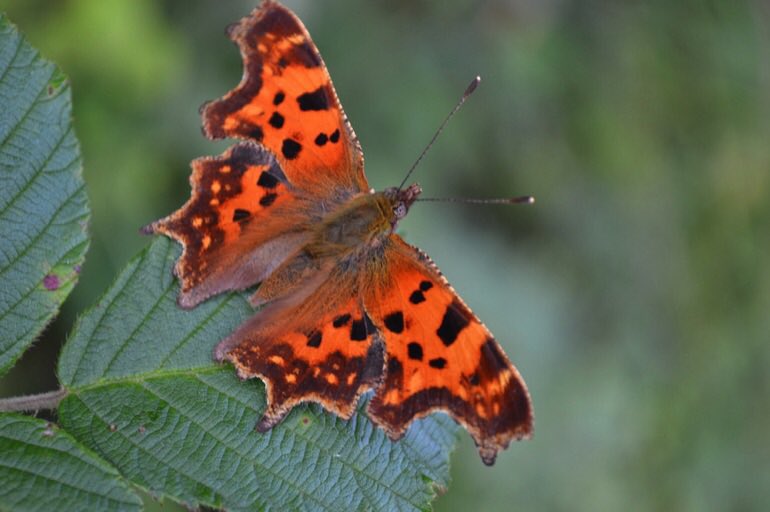 LGSpace's tweet photo. Please say no to pesticides and herbicides. Cocktails of these chemicals in fields, gardens, parks, verges, community spaces are poisoning wildlife including bees, birds, hedgehogs, butterflies, beetles, frogs, damselflies, and polluting our rivers. Let's restore nature 🐝 https://t.co/GHhzu6PjCF