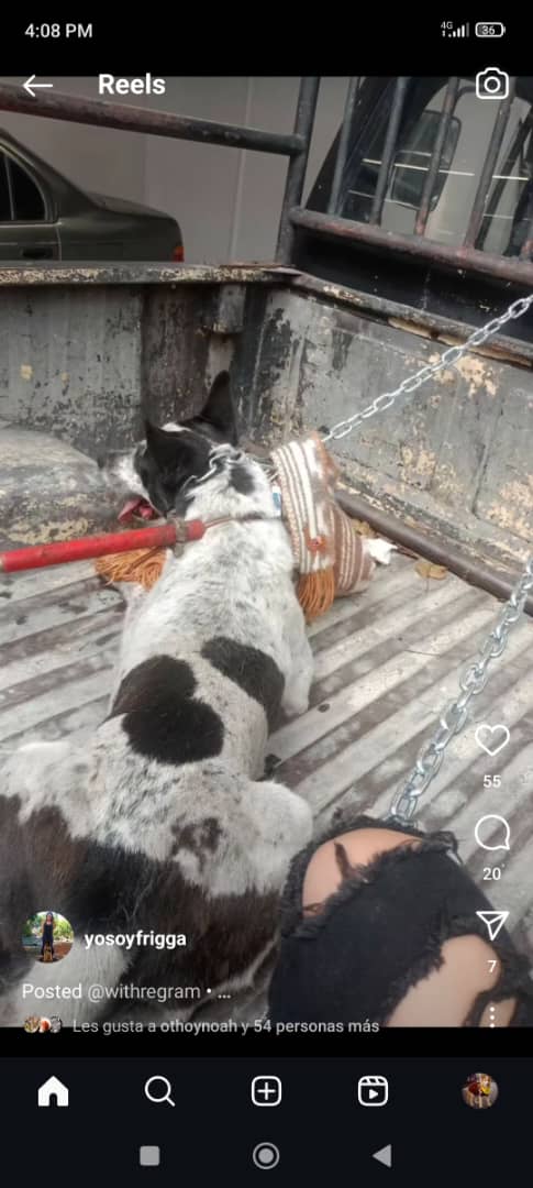 "Manchas" perrito comunitario que, según usuarios, siempre se la pasaba por los alrededores del Farmatodo de la Carlota.

Es tendencia porque denuncian que la gerente Farmatodo llamó a la policía para que se lo llevaran y se desconoce su paradero.
