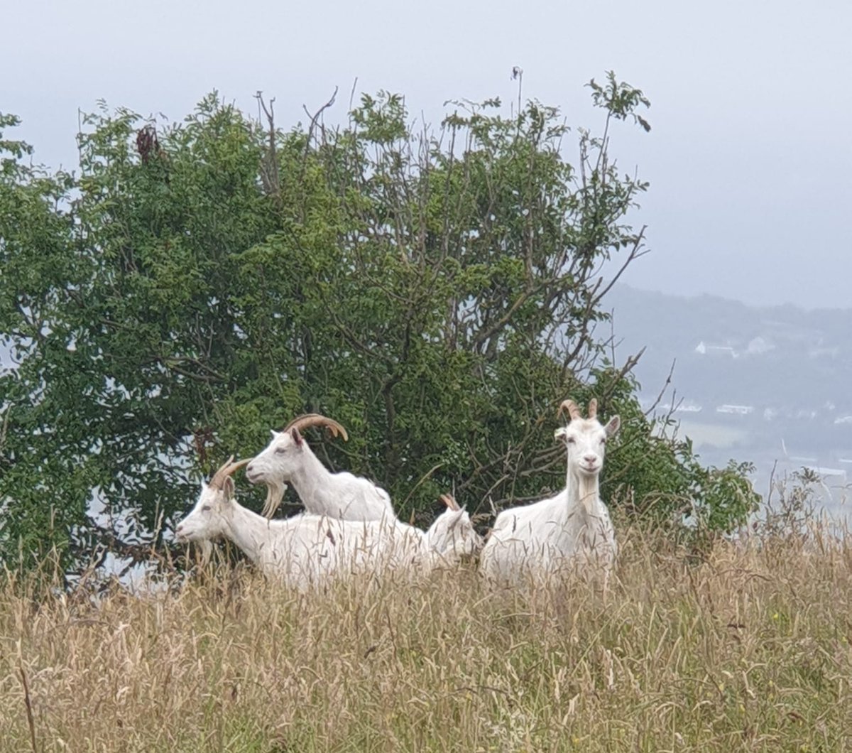 TaylorShone's tweet photo. Some of the famous Llandudno goats tonight.
#Llandudno
#LlandudnoGoats
#GreatOrme
#HappyValley https://t.co/uhMfYWduuy