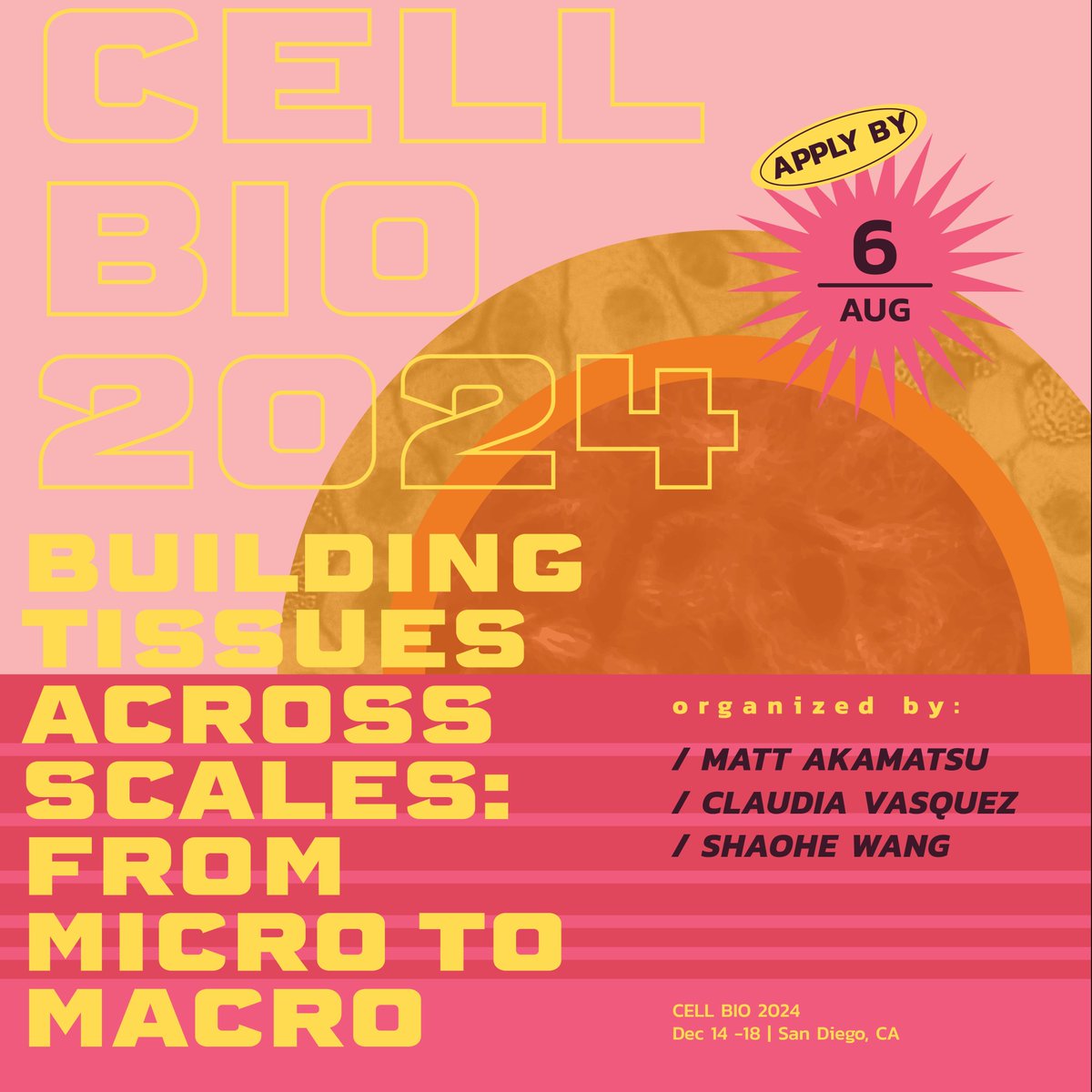 Submit your abstract for Cell Bio 2024 in San Diego by Aug 6 to present in the Special Interest Subgroup "Building tissues across scales: from micro to macro"! ascb.org/cellbio2024/ab…