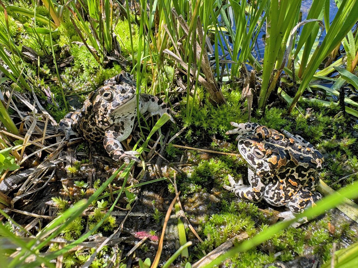 sfzoo's tweet photo. A first ever release of Yosemite toads, reared at SF Zoo, took place recently at Yosemite National Park to re-introduce this federally threatened species not seen there since 2013. The goal is these 118 toads help re-establish a self-sustaining population there. Good luck toads! https://t.co/eslRjQJzSs