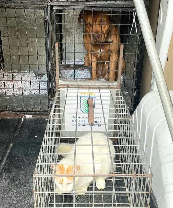 El dueño los ha abandonado aunque se criaron juntos, son hermanos 😢
Están en jaulas pequeñas, horribles 😭
Es tan desgarradora la mirada de este perro que te rompe el alma, te hace sentir lo mismo que él siente adentro de esa jaula y con el corazón destrozado 💔
Adopción