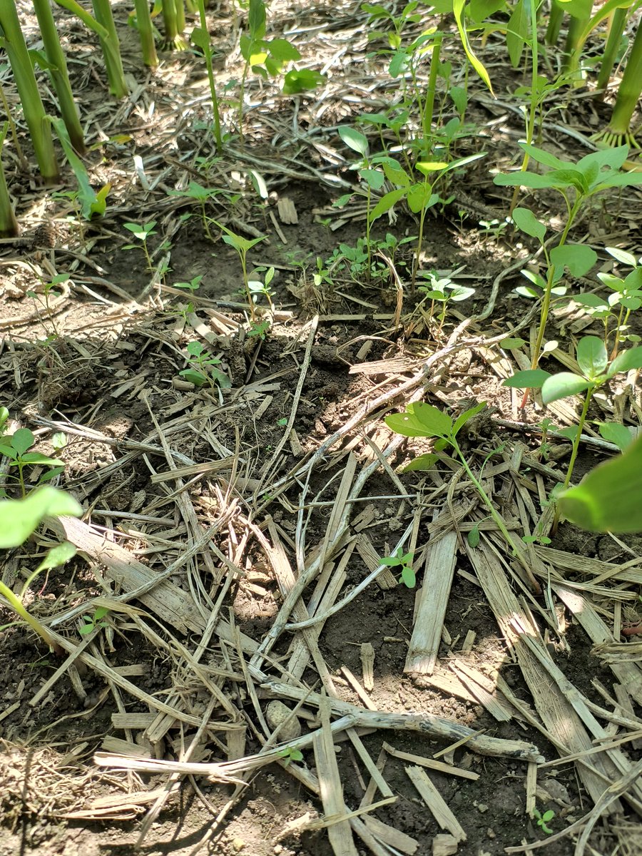 Mike Hunter (@mikethecropguy) on Twitter photo Season long control of tall waterhemp is difficult. Corn had a PRE application of Acuron. Corn is now shoulder high & small waterhemp is present. Should have included an early POST application of a Group 15 for longer residual control. <a href="/cornellweedsci/">Vipan Kumar</a> <a href="/LynnSosnoskie/">π¨π¦πΊπΈ Lynn Sosnoskie πΊπΈπ¨π¦</a> @NYSIPM Season long control of tall waterhemp is difficult. Corn had a PRE application of Acuron. Corn is now shoulder high & small waterhemp is present. Should have included an early POST application of a Group 15 for longer residual control. <a href="/cornellweedsci/">Vipan Kumar</a> <a href="/LynnSosnoskie/">π¨π¦πΊπΈ Lynn Sosnoskie πΊπΈπ¨π¦</a> @NYSIPM