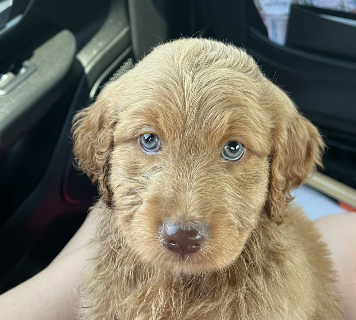JC46086891's tweet photo. @stevewilldoit New puppy 😁 https://t.co/nHoC2l5THj