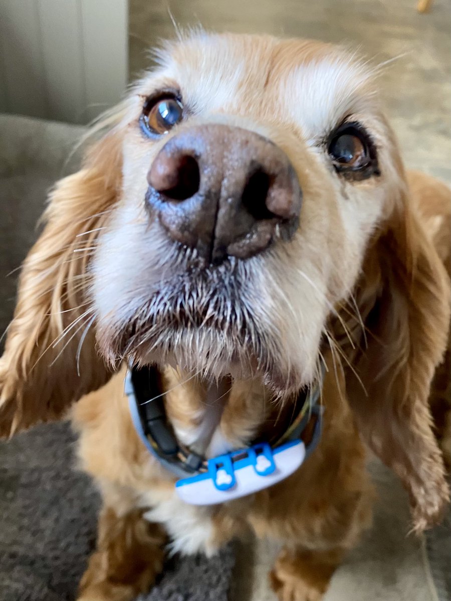 SpanielsSuper's tweet photo. Mum?
Yes Bat?
You went away forever π₯Ί
Only to work. Did you miss me?
Oh yes mum πyou wonβt do it again will you?
Dad was with you π₯°
I know! But I like you both here π
#SorryBat
I wonβt be as long tomorrow π
Tomorrow? #YoureDoingItAgain
#HowCouldYou
#SadBat https://t.co/NWdPNELggE