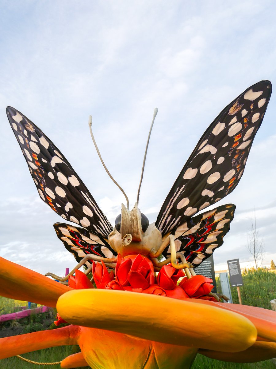TELUS_Spark's tweet photo. You grow girl! 🦋

From #egg, to #larva, to #pupa, to #butterfly - the #lifecycle of #butterflies is fascinating! Learn all about the captivating lives of #bugs at #TELUSSpark's #MonsterInsects! #Sparkscience

Monster Insects: https://t.co/POZziSKPAr https://t.co/lydlB675yg