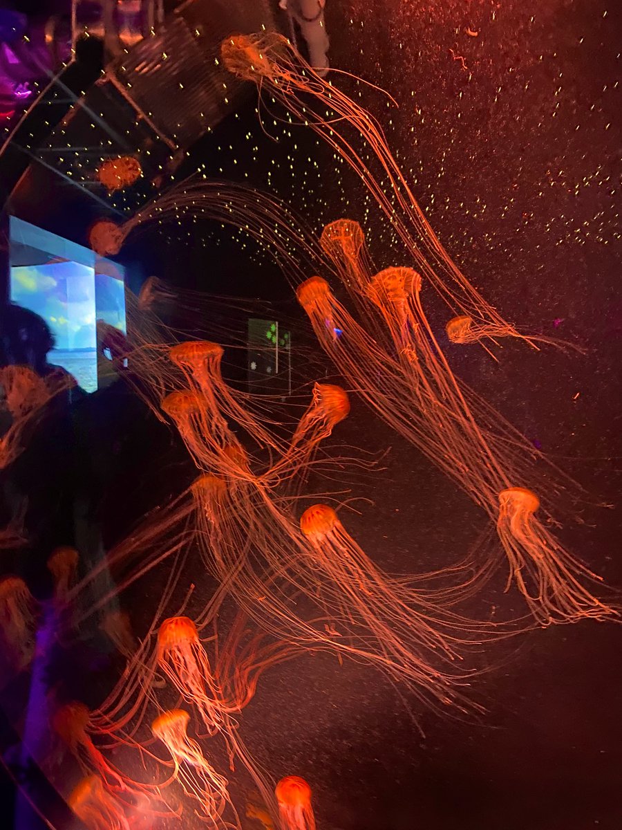 Athens Class today visiting The Deep in Hull! 🐠

They were amazed at how small the baby jellyfish were! 🫧🐡