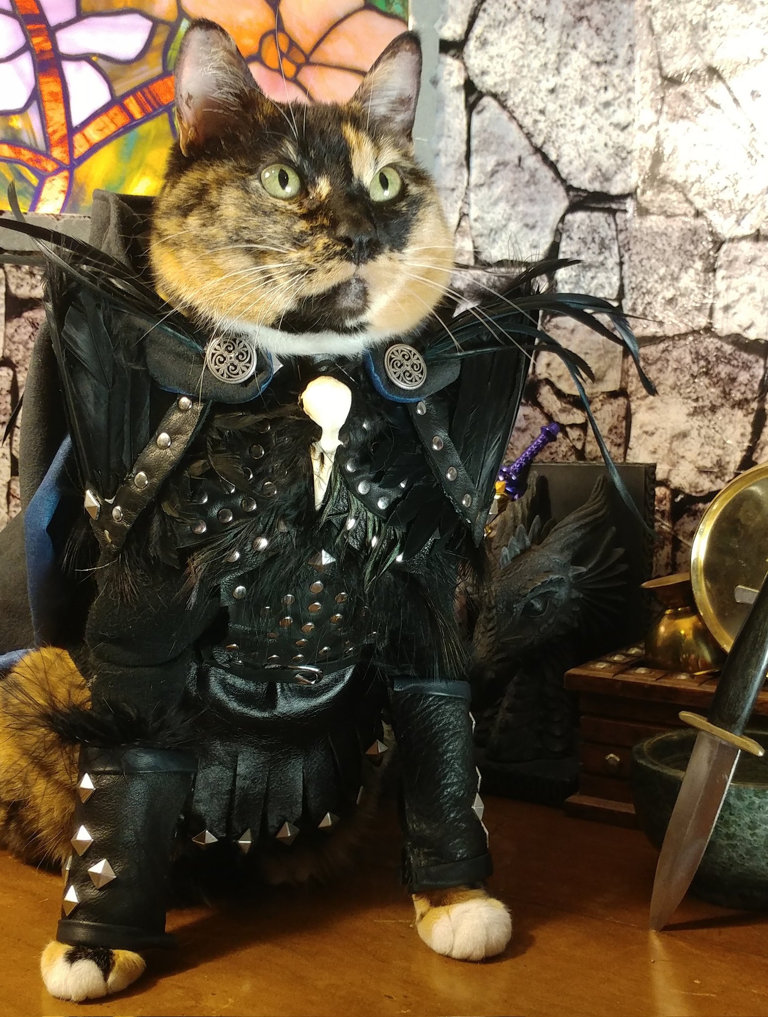 Cat Cosplay on X When your cat has better armor than you. https t AYJko8pW0R X