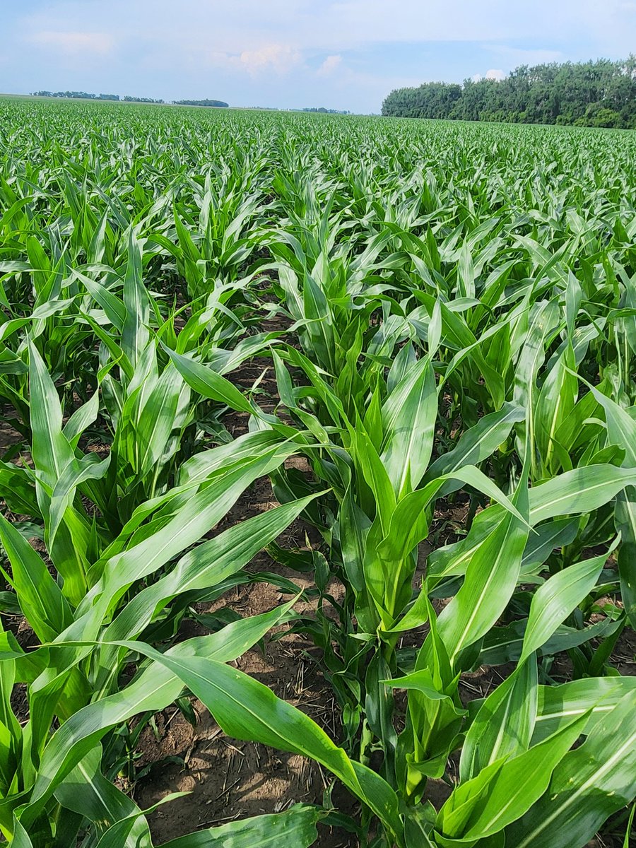 LG36C73 VT2 looking good by Maddock, ND.  Excited to see this one in the lineup for 2025. <a href="/LGSeeds/">LG Seeds</a>