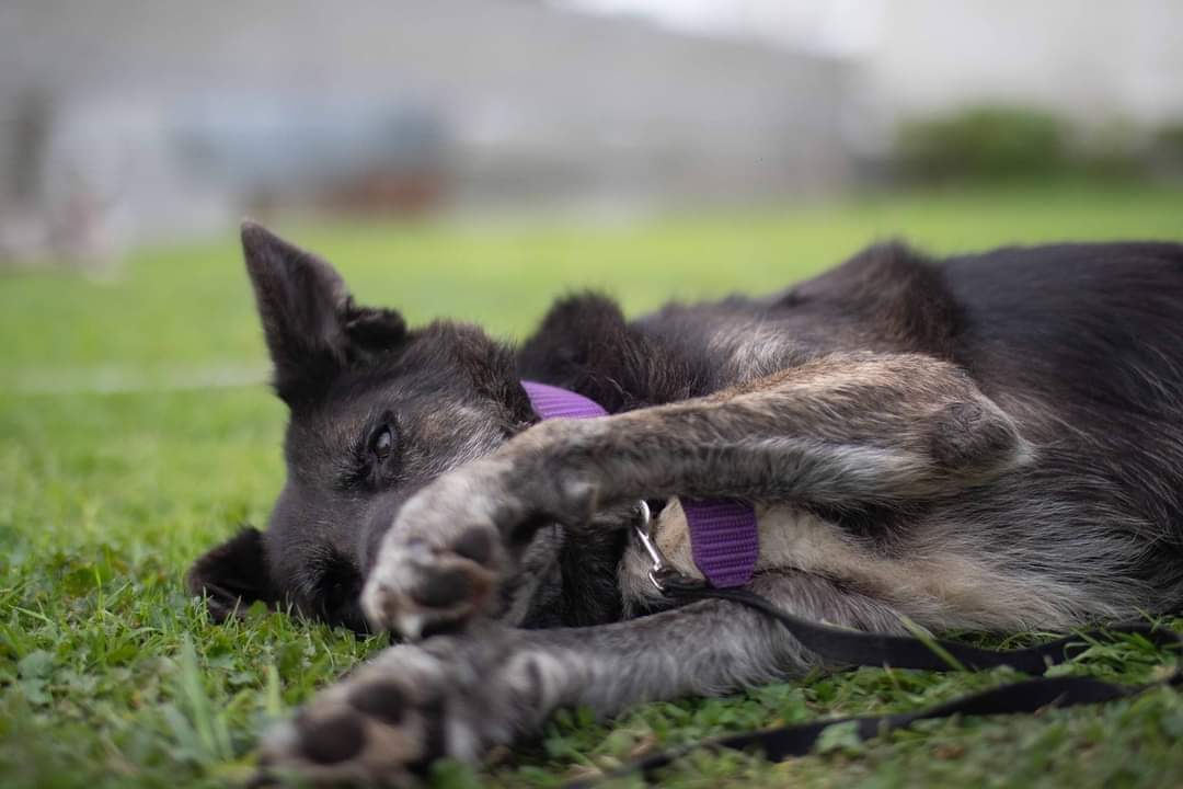 elcampito's tweet photo. 🧡 Adoptá un anciano 🧡 
No piden nada, no molestan, solo buscan tu compañía y pasar esta etapa de su vida en paz.

Animate y dale una oportunidad a alguno de ellos.
🐕 Oslo
🐕 Juancito
🐕 Batman
🐕 Saja

Escribinos a adoptantesdelcampito@gmail.com y nos comunicamos con vos 💛🐾 https://t.co/obImBVkGSz