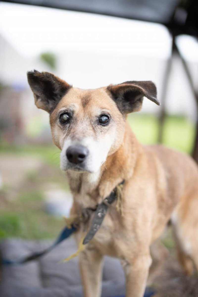 elcampito's tweet photo. 🧡 Adoptá un anciano 🧡 
No piden nada, no molestan, solo buscan tu compañía y pasar esta etapa de su vida en paz.

Animate y dale una oportunidad a alguno de ellos.
🐕 Oslo
🐕 Juancito
🐕 Batman
🐕 Saja

Escribinos a adoptantesdelcampito@gmail.com y nos comunicamos con vos 💛🐾 https://t.co/obImBVkGSz
