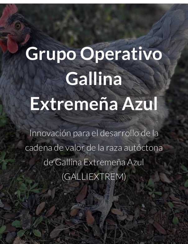 Grupo Op GALLIEXTREM Gallina azul extremeña tweet media