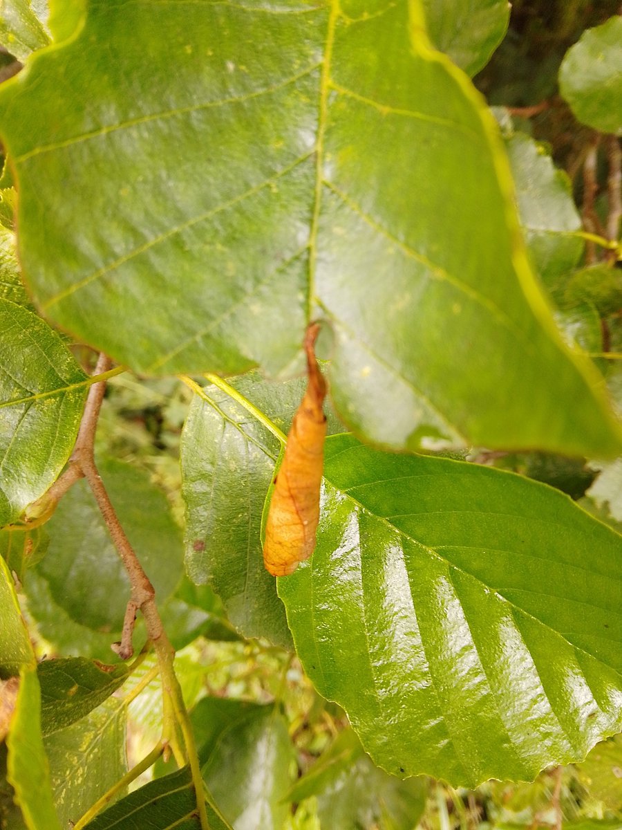 Can someone can tell me what has made this? Found several of these on Alders at Hellington Low Common Reserve last week in a wetland area adjacent to a beck. The leaf appears to have been cut across to the centre and rolled - I assume it's a pupae of something? @NorfolkNats