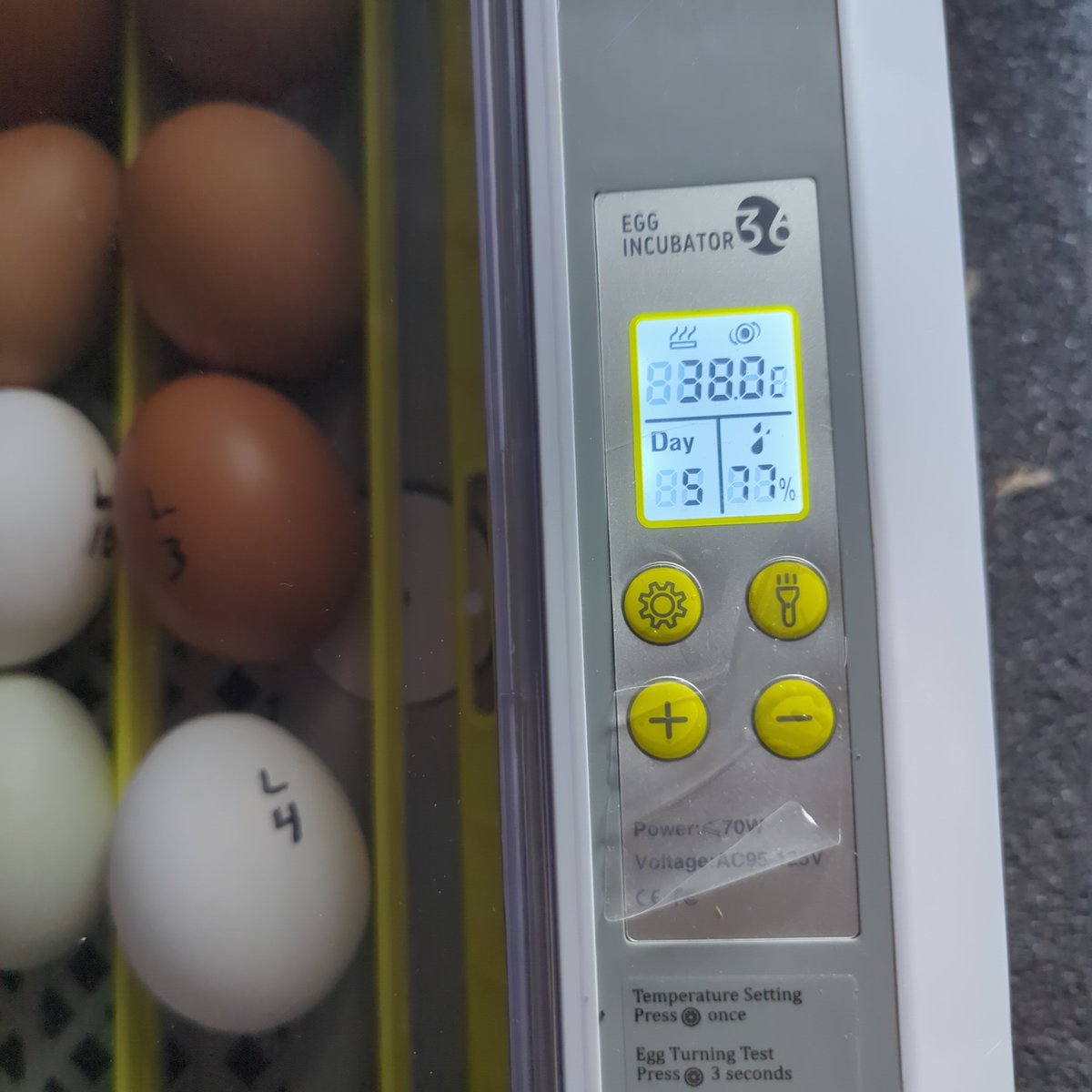 shayadanziger's tweet image. #eggs #eggshatching #eggsincubator 
#Shayasbethelfarm