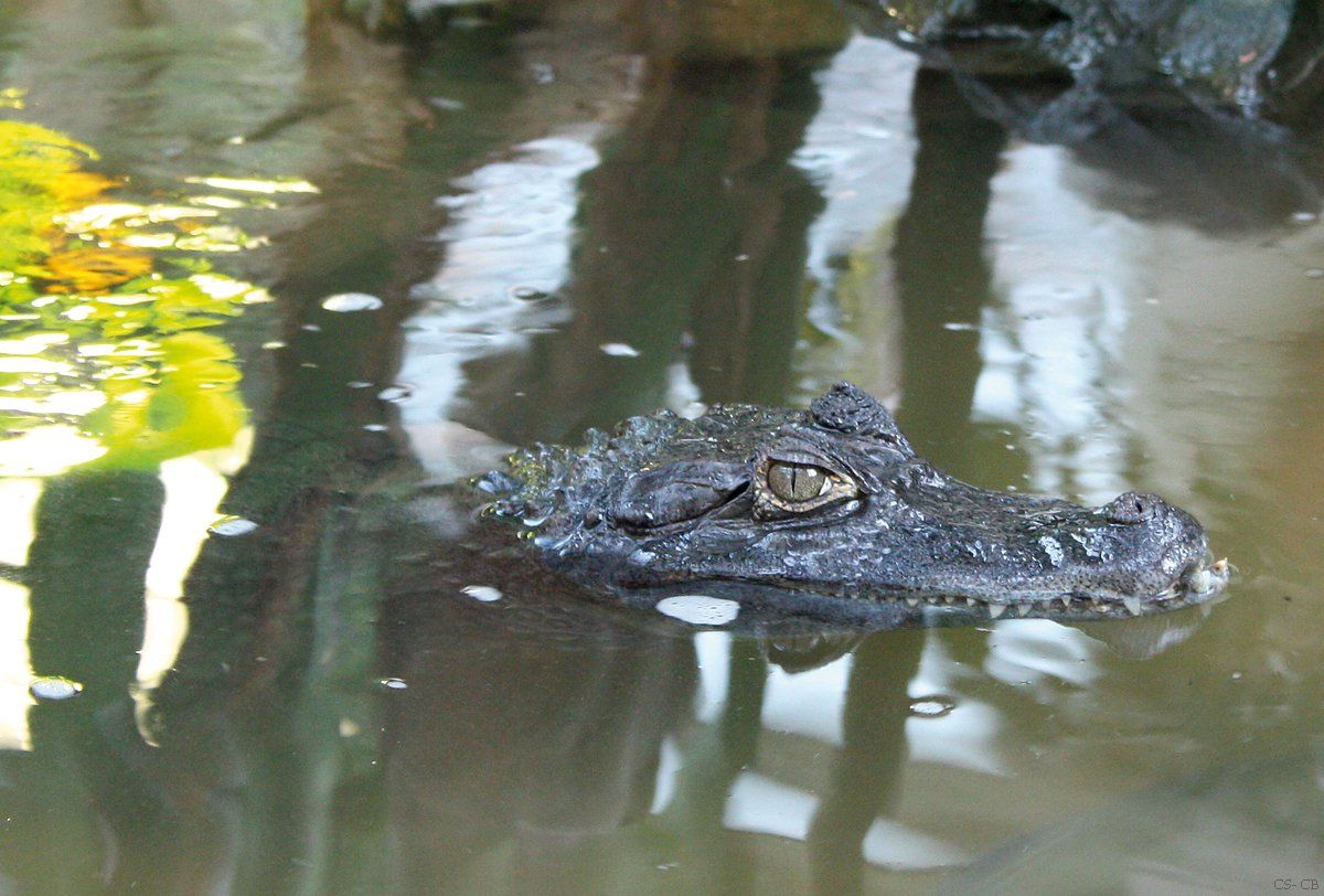 beingmyself_25's tweet photo. Anscheinend hat jemand einen Kaiman 🐊am Silbersee in Launsbach freigelassen. Bin ich jetzt in Süd-u. Mittelamerika? Ich fühlte mich wie bei Nacked Survival eine Sendung bei DMAX jeden Freitag ab 20:15 Uhr. 😁
#Kaiman #Wettenberg #Launsbach #Silbersee #Gießen #Abenteuer #Juni2014 https://t.co/OdZ31ALR63