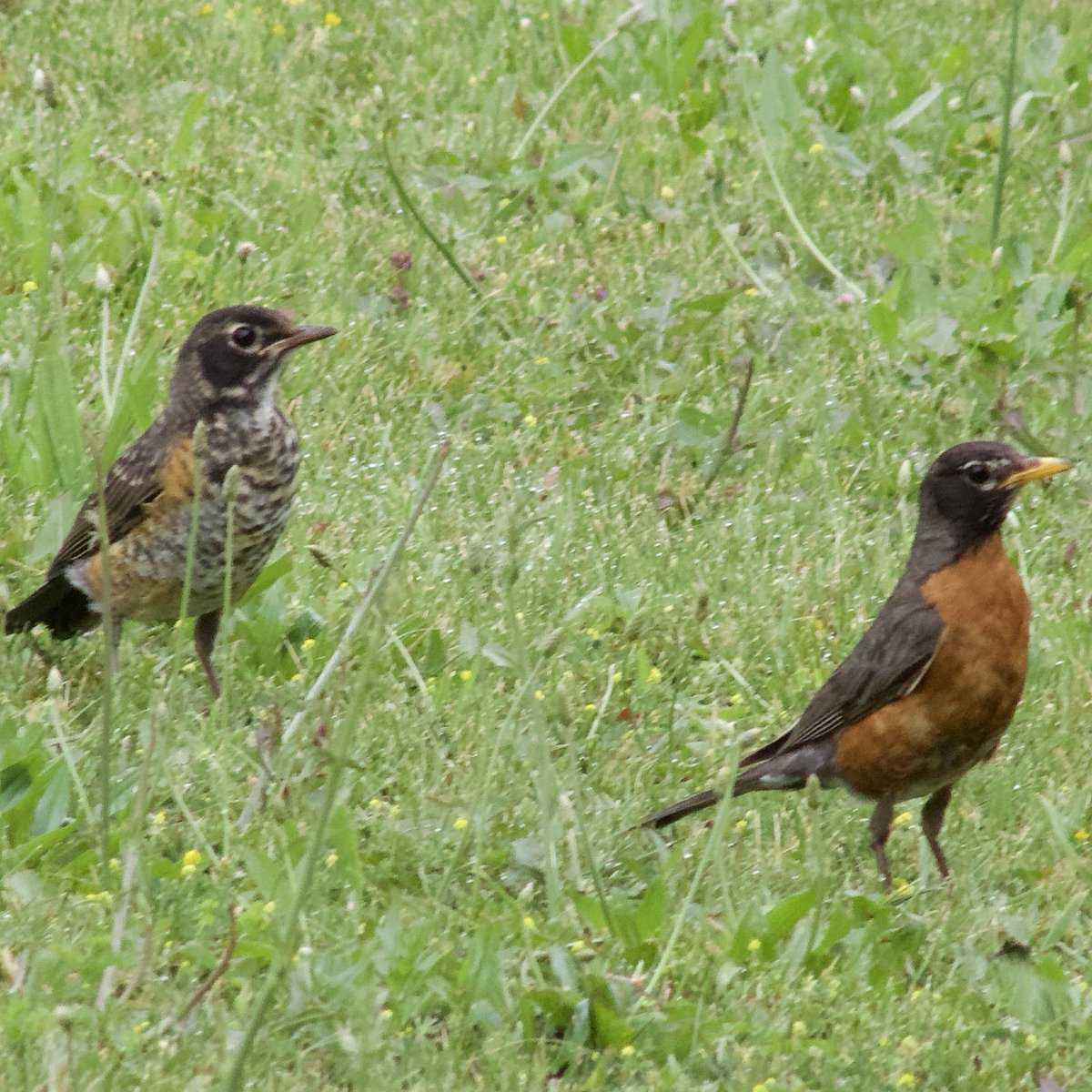 NatureEnjoyer_'s tweet photo. #TwosDay Daddy robin &amp; a juvenile fledgling.

This photo is actually from a few days after the first 2 fledglings left the nest…and I don’t think they would grow that fast in 2 days, so I thought this might have been a different set of robins🤔 https://t.co/3r42hO3HdJ