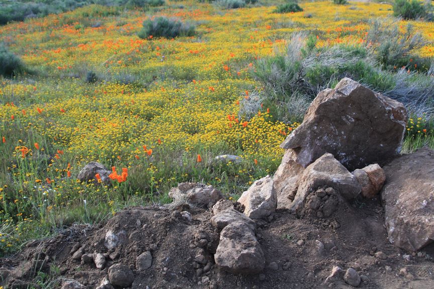 Writer_Alice's tweet image. My latest author newsletter is now available on my website!

I've included publishing updates, wildlife facts and news, even green tips and volunteer opportunities. I hope you enjoy it!

Here's the link: alicehenderson.com/newsletter/cur…