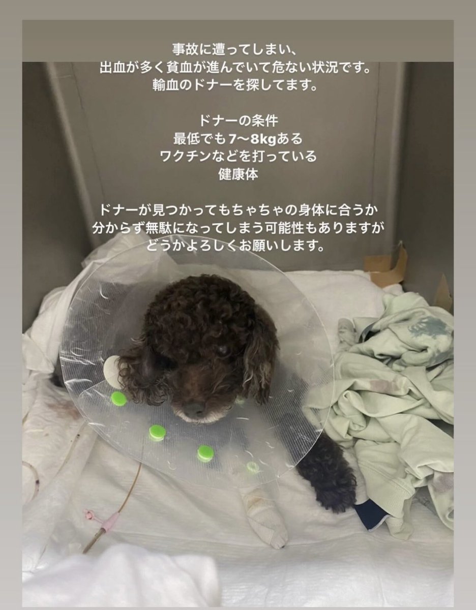 niisuguru2's tweet photo. ドナー見つかりますように。
Instagramのアカウントしかしらないからわんちゃんの親のインスタ貼っておきます。 https://t.co/XRJgaRaZf5