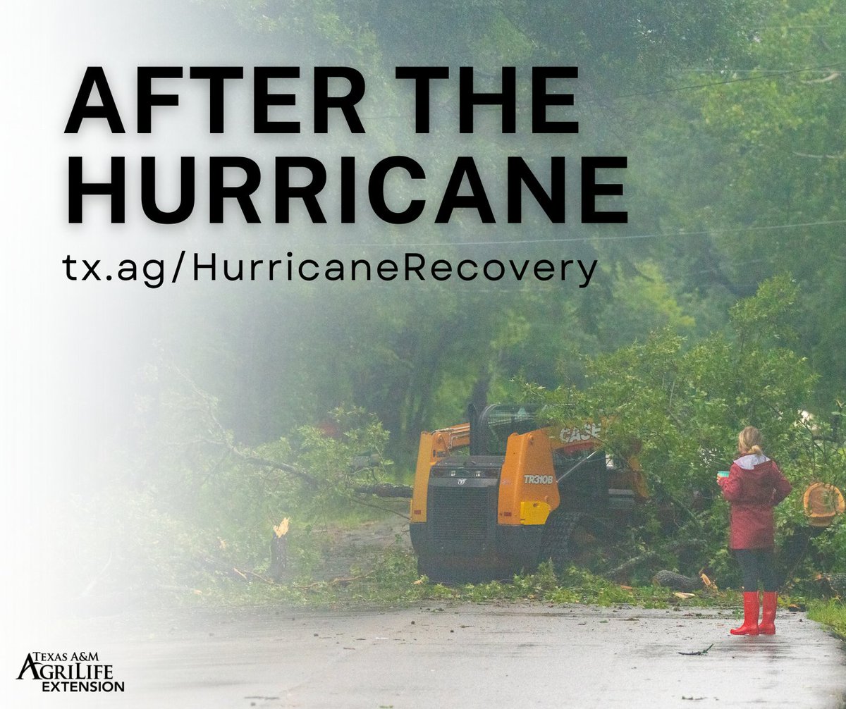 If you are unsure what to do after #Beryl has affected your home, the Disaster Assessment and Recovery unit compiled guidance for an initial response. <a href="/TDEM/">Texas Division of Emergency Management</a> <a href="/tamusystem/">Texas A&M System</a> <a href="/AgriLife/">Texas A&M AgriLife</a> 

Hurricane recovery information and resources can be found at tx.ag/HurricaneRecov…