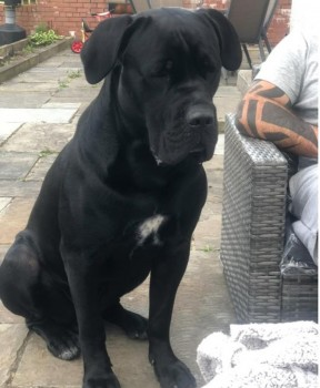 millypod1's tweet photo. π7 JUL 2024 #Lost LOKI #ScanMe
Black/White Patch On Chest Cane Corso Male
Shegra Beach Honour Campsite #Shegra #Lairg
North West Highlands Highland #Scotland #IV27 https://t.co/nFLTkeCE37 https://t.co/FpYEbbjxbY
