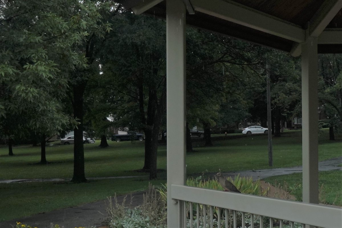 Rain didn't do much for a sleepy #LindenwoodPark today, but at least somebody got a little use out of the pavilion...