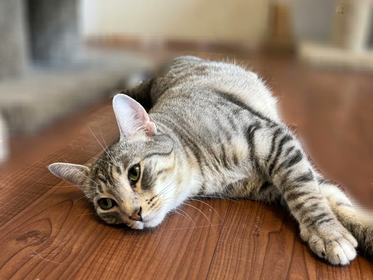 SAFEteamrescue's tweet image. Cuddles and Dora are 2 yr old sisters looking for a forever family together! They have relaxed purrsonalities and do well with other kitties

Apply to adopt or learn more about them here: safeteam.ca/adoptable-cats

#safeteam #yeg #yegcats #adoptablekitty #adoptdontshop #rescuecats