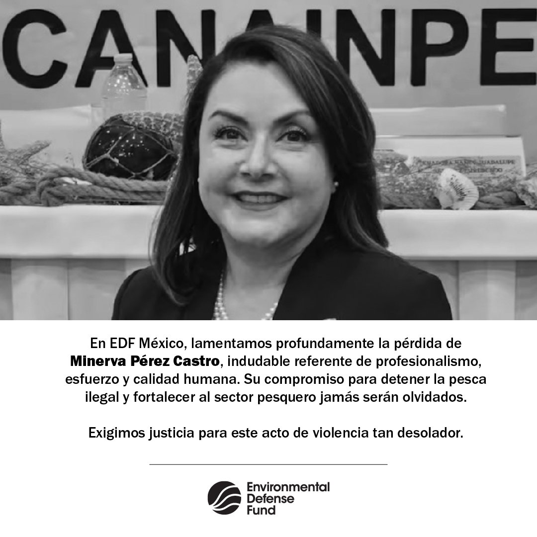 En EDF México lamentamos la pérdida de Minerva Pérez Castro, indudable referente de profesionalismo y calidad humana. Su compromiso por detener la pesca ilegal y fortalecer al sector pesquero jamás serán olvidados. 

Exigimos justicia para este acto de violencia tan desolador.